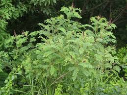 Image result for Nesaea fruticosa