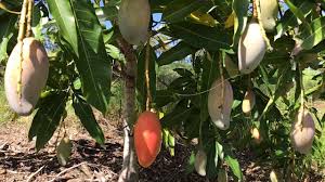 The nursery is open to the public on tuesdays and thursday only… Daleys Fruit Tree Nursery Size Dwarf Irwin Vs Kensington Facebook