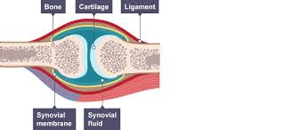 Synovial Joint Featuring Bone Cartilage Ligament Synovial Fluid And Synovial Membrane Skeletal Muscular System Muscular System Biology