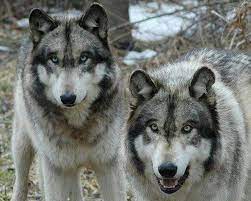 Pin By Tonya On Animals Wolf Photos Wolf World Wolf Pictures
