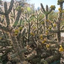 Image result for Coleochloa