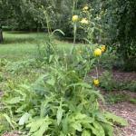 Image result for Sonchus bipontini