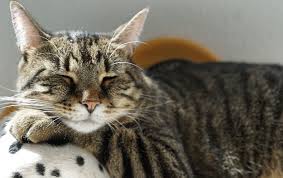 Ternyata minyak telon dipercaya dapat menghilangkan kutu pada kucing. Cara Menghilangkan Kutu Kucing Dengan Sunlight Solusi Low Budget Untuk Catlover Portal Jember
