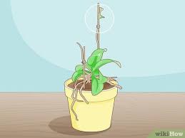 Image result for orchid cuttings