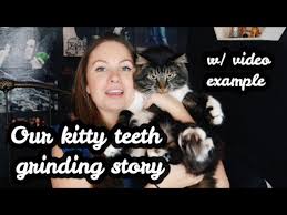 Since your cat sounds otherwise healthy — she's eating normally, having normal bowel movements and urination, and your vet didn't see anything that siouxsie: Feline Bruxism Cat Teeth Grinding Our Experience Youtube
