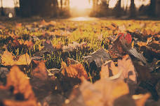 Bedford Fall Foliage Festival