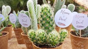 Souvenirs con cactus para bodas con toda la onda. Viste Tu Boda Con Cactus