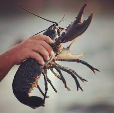 Hidangan yang bukan sahaja menggiurkan, malahan dengan hiasan yang menarik, pasti membuatkan kita yang tidak mampu ini menelan air liur. Udang Kara Air Tawar Kedah Assalamualaikum Bagi Peminat Lobster Boleh Baca Atikal Sampai Habis Semuga Menfaat 10 Manfaat Kesehatan Yang Bisa Kalian Temukan Di Lobster Air Tawar Piye Kabare Prend 10
