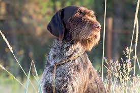 Akc actively advocates for responsible dog ownership and is dedicated to advancing dog sports. Wirehaired Pointing Griffon Dog Breed Information And Characteristics Daily Paws