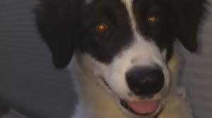 543 terreni a sesto fiorentino a partire da 55.000 €. Livorno Cercano Casa Due Cuccioli Persi O Abbandonati