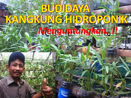 Simak beberapa tips mengenai cara budidaya tanaman yang menguntungkan berikut ini. Artikel Dunia Pertanian Budidaya Kangkung Hidroponik Sangat Menguntungkan