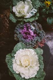 We did not find results for: Ornamental Cabbage Plants By Kkgas Plant