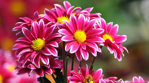 Find over 100+ of the best free flowers images. Beautiful Flowers Wallpapers Free Download Desktop Background