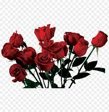 Rose Aesthetic Png Image With Transparent Background Png Free Png Images Png Images Png Images For Editing Aesthetic Stickers