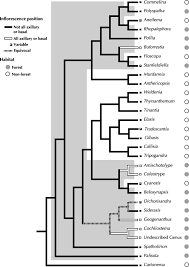 Image result for Coleotrype