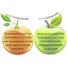 Denne film har vi produceret for bureauet uncle grey til jem & fix. Methods Matter Standard Production Platforms For Recombinant Aav Produce Chemically And Functionally Distinct Vectors Molecular Therapy Methods Clinical Development