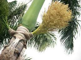 They have wonderful textures and an interesting look that draws lots of attention. Pin On Plants