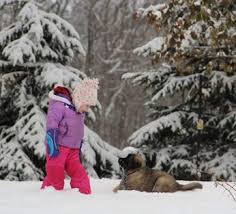 Meet our 45 different breeds our available dogs to adopt adoption info/application 14,000 happy adopters. Disguise Dachshunds Leonbergers Ontario Canada Home