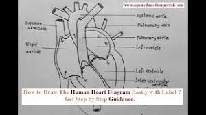 Kids and beginners alike can now draw a great looking real heart. Human Heart Diagram Class 10 Get Easy Tricks To Draw Human Heart
