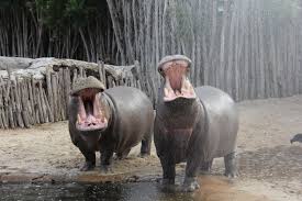 Happy Friday From The Hippo Family At Werribee Open Range Zoo Largest Gorilla Zoo Safari Bus