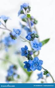 Image result for Cynoglossum coeruleum