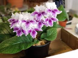 Image result for Streptocarpus sp.nov. aff. S. grandis
