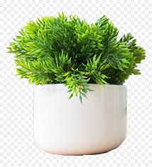 They are small and can easily fit into corners, tabletops, and desks.check out the link for all the. Plants To Keep On Office Desk Hd Png Download Vhv