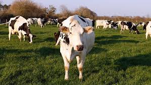 To eat small amounts of food over a period of time, usually instead of full meals. How Farmer Gets 11 000 Litres From Grazed Holstein Herd Farmers Weekly