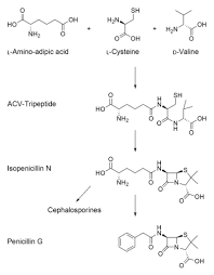 Jul 30, 2018 · penicillins are a group of antibiotics used to treat a wide range of bacterial infections. Penicilline Wikipedia
