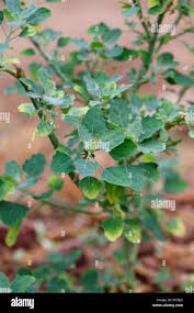 Image result for Chenopodium opulifolium