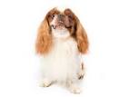 English Toy Spaniel Dog Breed Information, Pictures ...