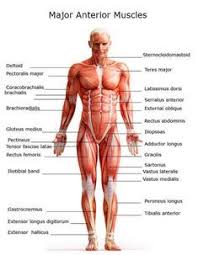 So how many muscles really? What Makes Muscles Grow The Complete A To Z Bodybuilding Guide Body Muscle Anatomy Muscle Anatomy Human Body Anatomy