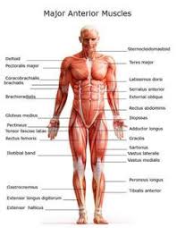 The human body has more than 600 muscles, which help people walk, run, eat and even smile. What Makes Muscles Grow The Complete A To Z Bodybuilding Guide Body Muscle Anatomy Muscle Anatomy Human Body Anatomy