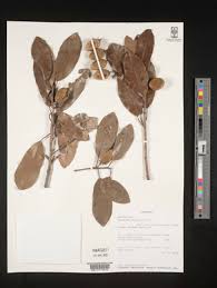 Image result for Mimusops obtusifolia