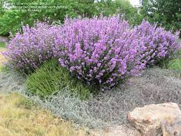 Texas ranger museum store catalog. Texas Sage Texas Sage Plants Drought Tolerant Landscape