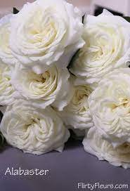 The White Garden Rose Study With Alexandra Farms White Gardens Rose Garden Rose