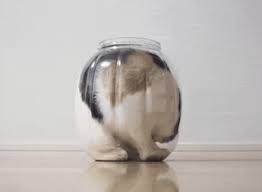 How Can I Get Out Of This Jar Crazy Cats Funny Cats Cats