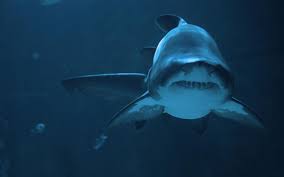 Maybe you would like to learn more about one of these? El Tiburon Del Mes Tiburon Toro Todosurf