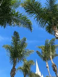 Image result for Syagrus romanzoffiana