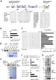 We did not find results for: Identification Of Two Independent Sumo Interacting Motifs In Fas Associated Factor 1 Faf1 Implications For Mineralocorticoid Receptor Mr Mediated Transcriptional Regulation Sciencedirect