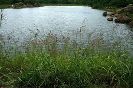 Image result for Sorghum arundinaceum