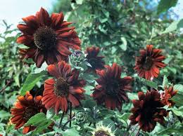 Or renew your garden flowers each year with our annuals for seasonal appeal. 20 Super Easy Plants That Will Add Instant Colour To Your Garden
