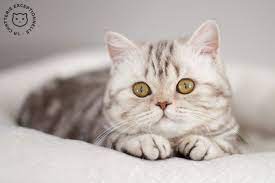 Pin On British Shorthair Silver Tabby