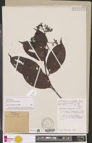 Image result for Gaertnera paniculata