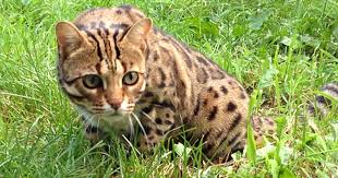 Bengal cats are safe as pets if they are at least three generations removed from wild cats. What Is A Hybrid Wild Cat And Do They Make Good Pets