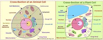 Eukaryotic cells are found in most algae, protozoa, all multicellular organisms (plants and animals) including humans. Plant And Animal Eukaryotic Cells Google Search Plant And Animal Cells Animal Cell Plant Cell