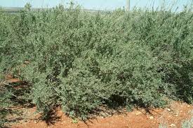 Image result for Atriplex halimus