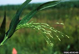 Image result for Panicum miliaceum