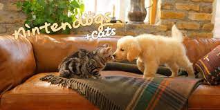 It's adorable when your cat rolls over to show you her belly, but do you know why she does it? Nintendogs Cats Are Back In Nintendo S Eshop Nintendo Enthusiast