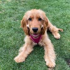 5* Reviews from happy The Spaniel Guru clients